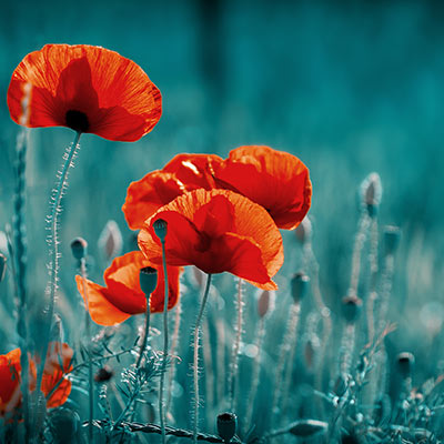 images/imagehover/image02.jpg#joomlaImage://local-images/imagehover/image02.jpg?width=400&height=400